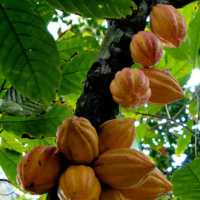 Cocoa growth eases to 3.8% after spectacular recovery in 2025